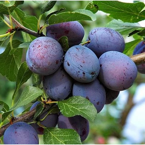 Prunus domestica 'Herman'