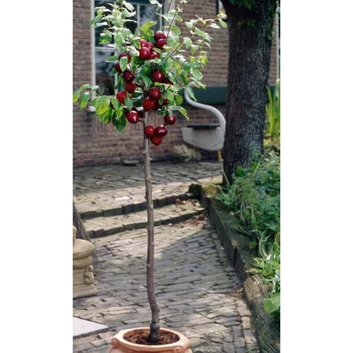 Prunus domestica 'Opal'