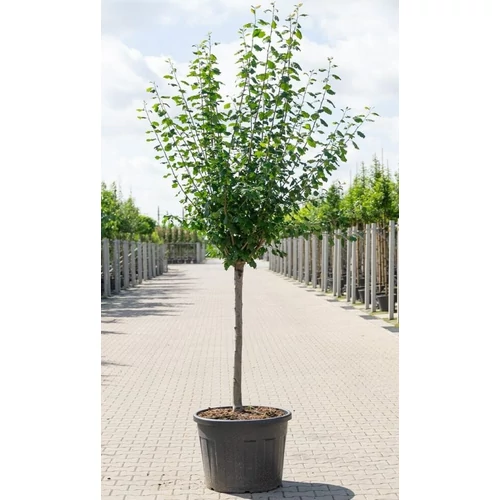 Prunus domestica