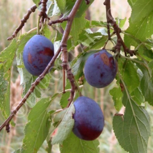 Prunus domestica 'Penyigei'