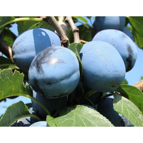 Prunus domestica 'Topfive'