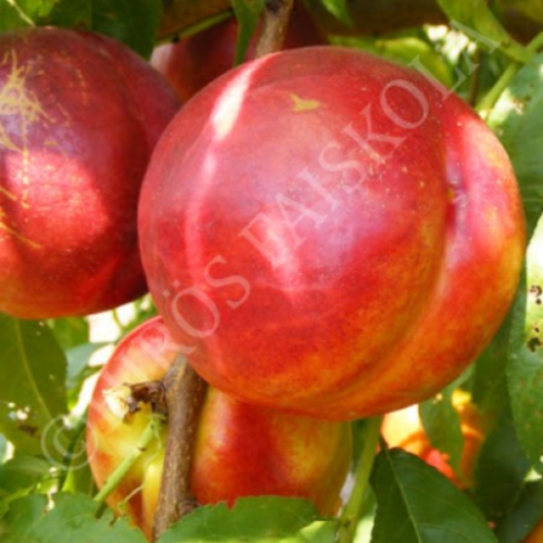 Prunus persica 'Andosa'