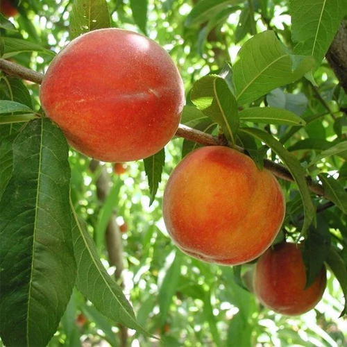 Prunus persica 'Cresthaven'