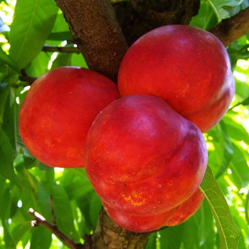 Prunus persica 'Flavortop'