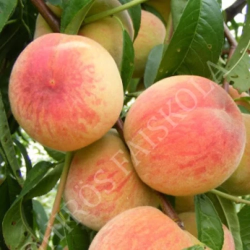 Prunus persica 'Mariska'