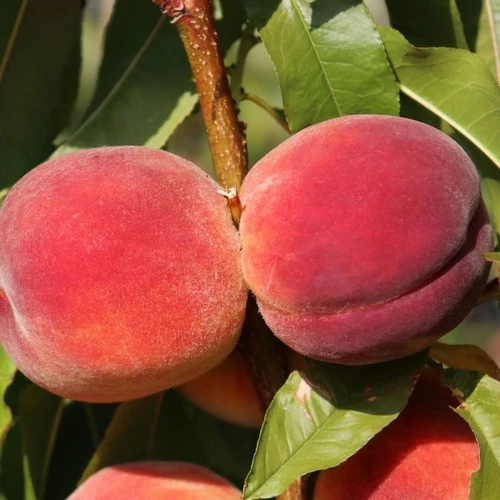 Prunus persica 'Redhaven'