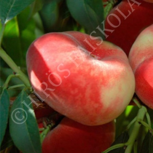 Prunus persica 'Remény'