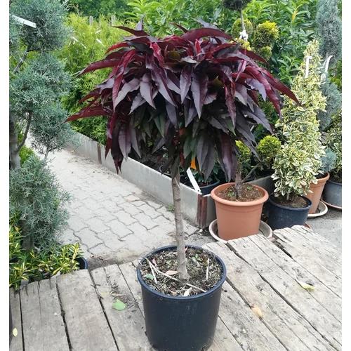 Prunus persica 'Roter Pumucki'