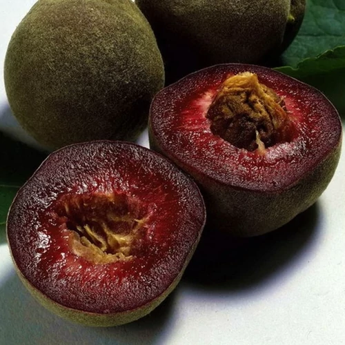 Prunus persica 'Roter Weinsberger'