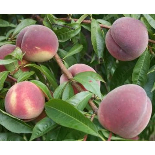 Prunus persica 'Symphonie'