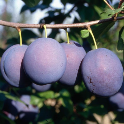 Prunus subgenus 'Bluefre'