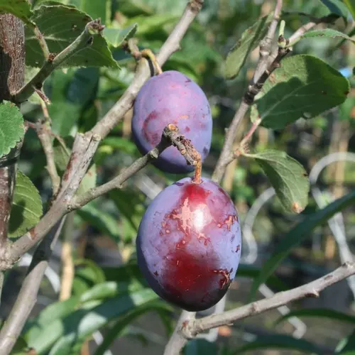 Prunus subgenus 'Geisenheimer Top'
