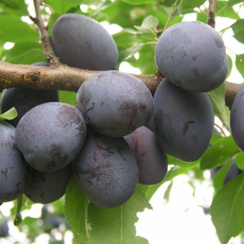 Prunus subgenus 'Jojo'