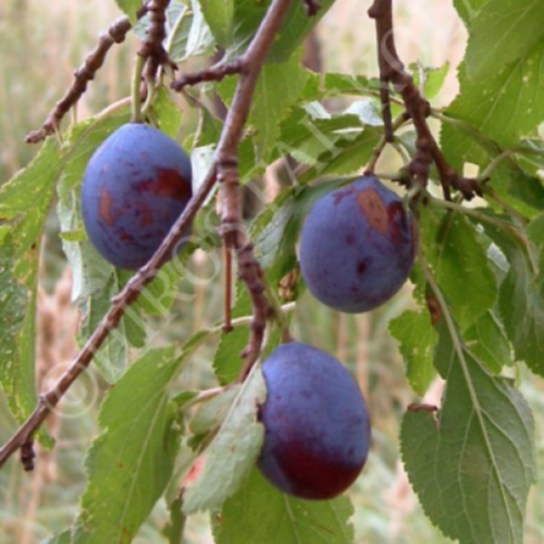 Prunus subgenus 'Penyigei'
