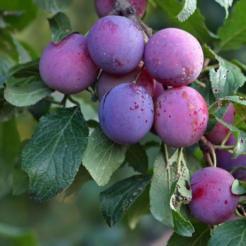 Prunus subgenus 'Stanley'