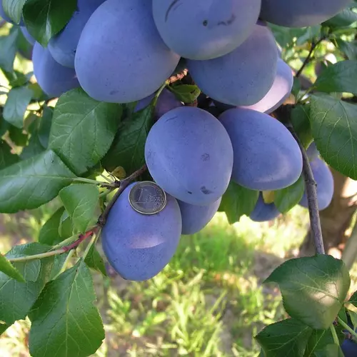 Prunus subgenus 'Top Hit'