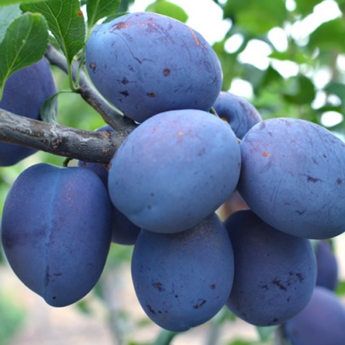 Prunus subgenus 'Top Taste'