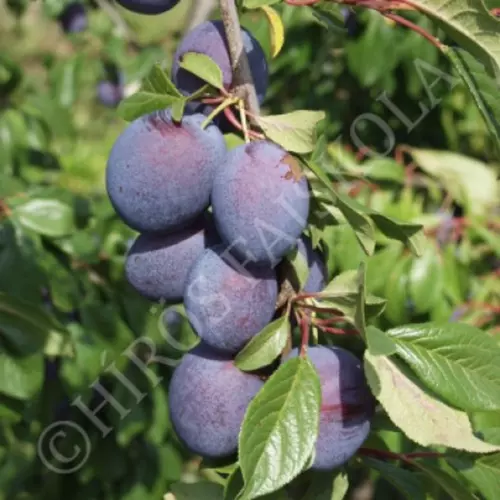 Prunus subgenus 'Valor'