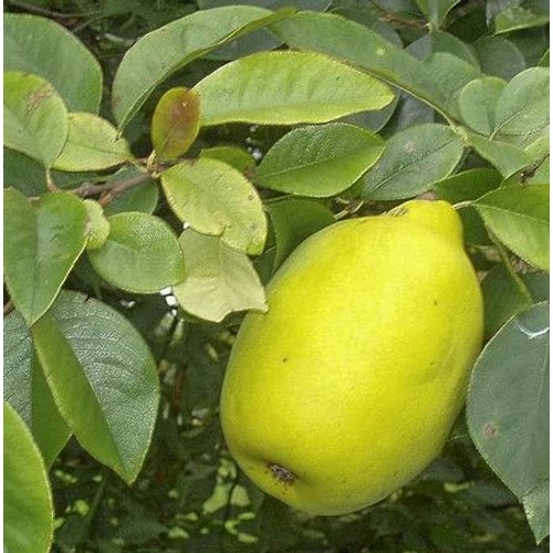 Pseudocydonia synensis