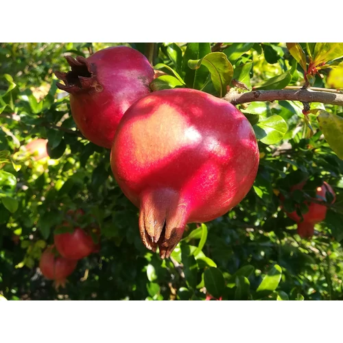 Punica granatum 'Parfianca'