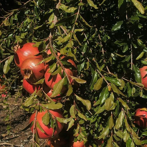 Punica granatum 'Wonderful'