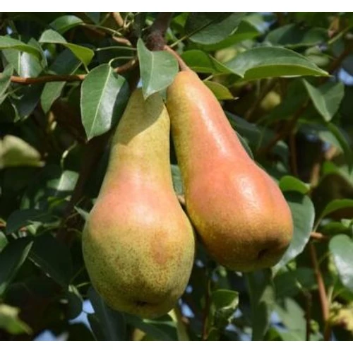Pyrus communis 'Abate Fetel'