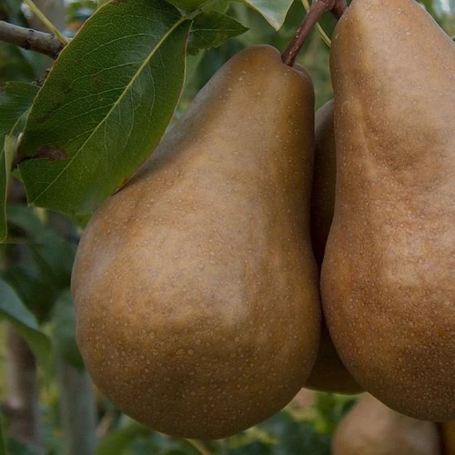Pyrus communis 'Bosc Kobak'