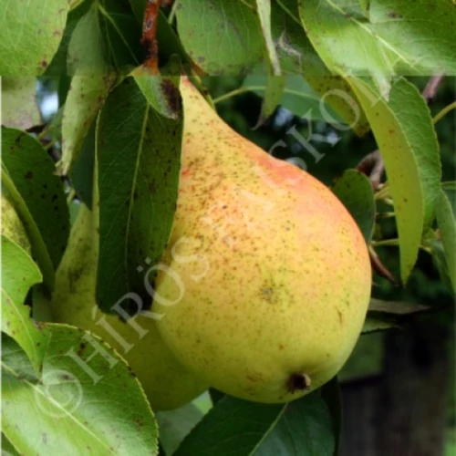 Pyrus communis 'Árpával érő'