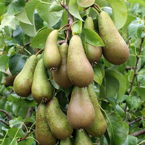 Pyrus communis 'Conference'