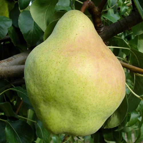 Pyrus communis 'Hardenpont'