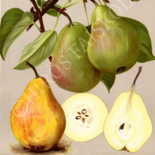 Pyrus communis 'Nyári Kálmán'