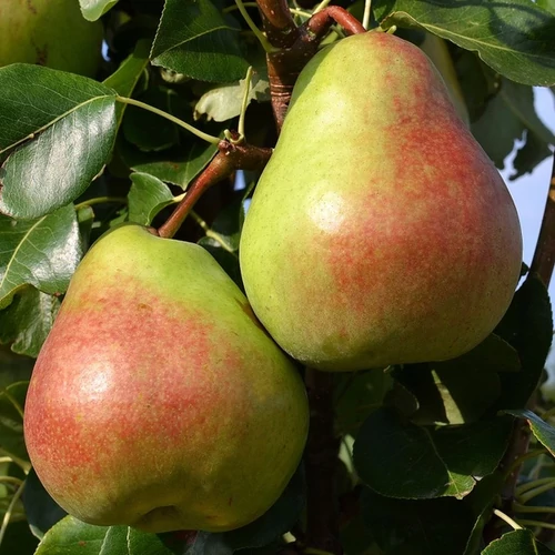 Pyrus communis 'Obelisk'