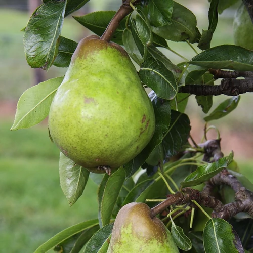 Pyrus communis 'Packhams Triumph'