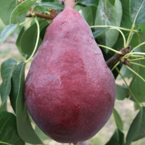 Pyrus communis 'Piros Clapp'