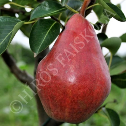 Pyrus communis 'Piros Vilmos'