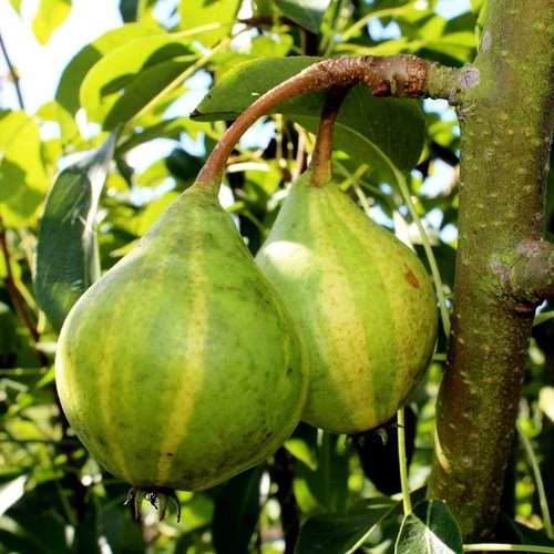 Pyrus communis 'Svájci csíkos'