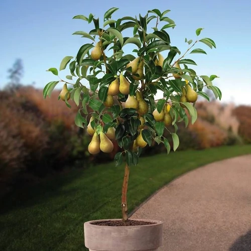 Pyrus communis 'Conference'