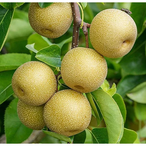 Körte japán (konténeres) - Pyrus pyrifolia 'Hosui' 150/175 cm K10l