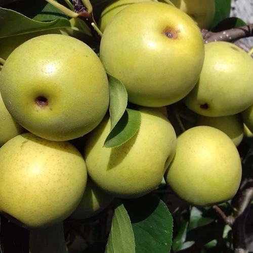 Pyrus pyrifolia 'Kosui'