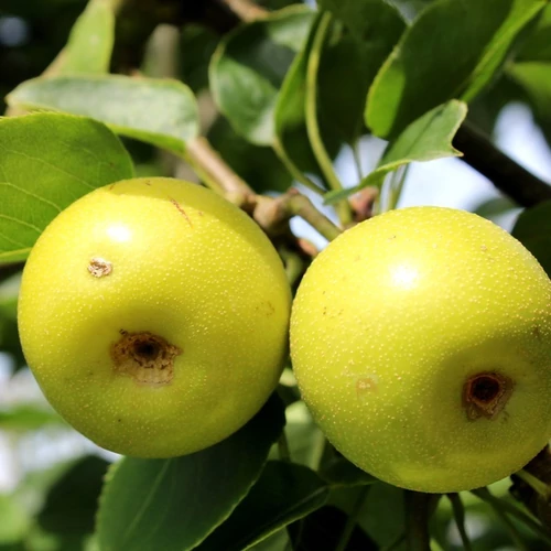 Pyrus pyrifolia 'Nijisseiki'