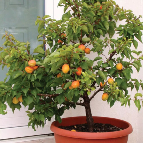 Kajszi, balkon, törpe (konténeres)  - Prunus armeniaca 40/60cm, T80cm K10l