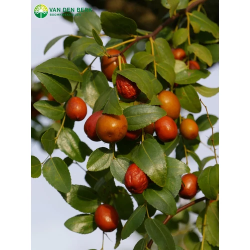 Ziziphus jujuba