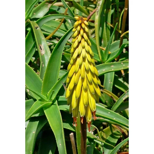 Aloe striatula