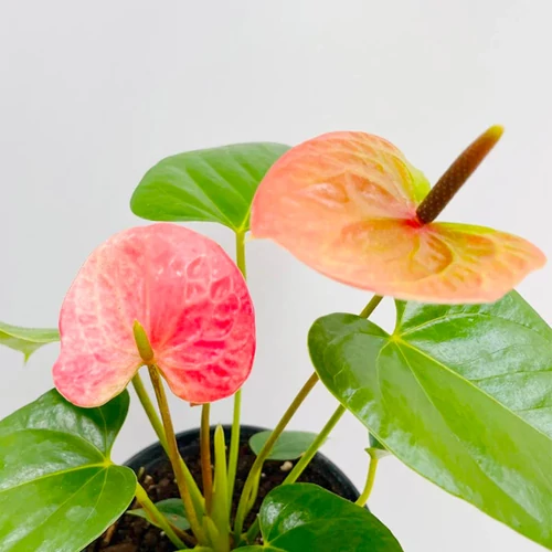 Anthurium 'Pink'