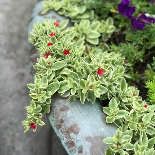 Aptenia cordifolia 'Variegata'