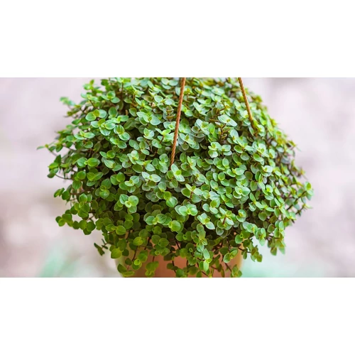 Callisia repens 