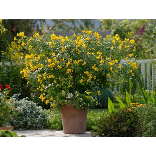 Cassia corymbosa