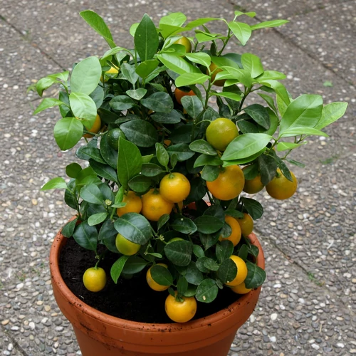 Citrofortunella microcarpa