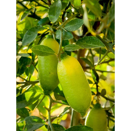 Citrus australasica 'Finger Lime' 