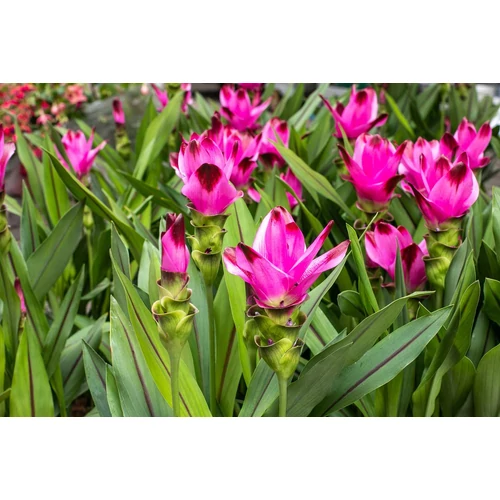Curcuma alismatifolia 'Siam Splash'